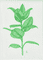 plant-houseplant-green-2025
